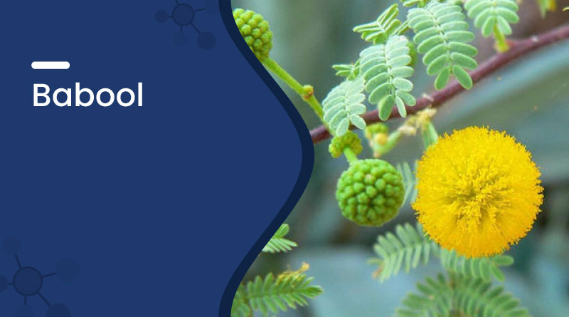 Babool – Ayurvedic Uses, Benefits, Dosage & Side Effects